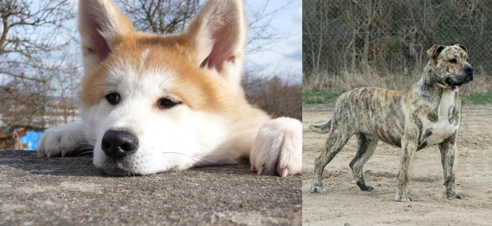 Perro de Presa Mallorquin vs Akita - Breed Comparison
