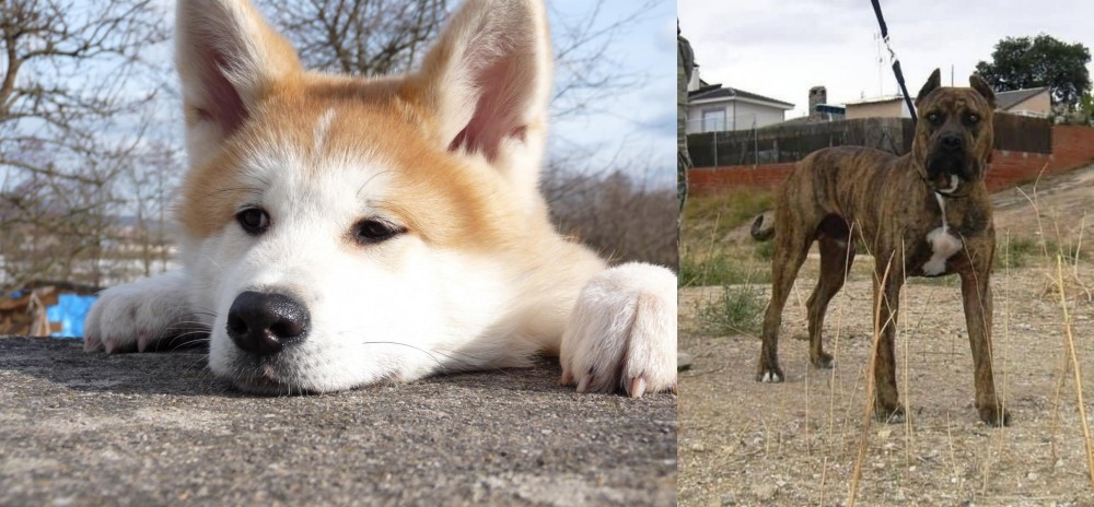 Perro de Toro vs Akita - Breed Comparison