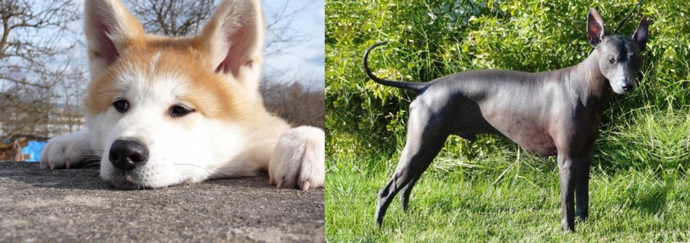 Peruvian Hairless vs Akita - Breed Comparison