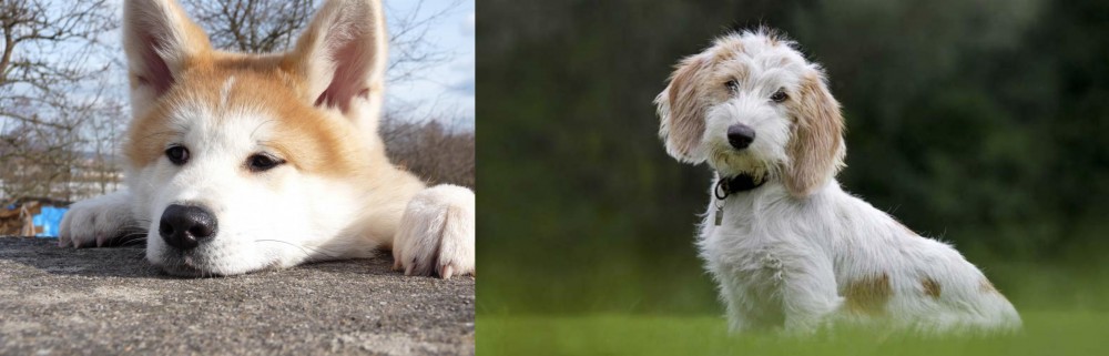 Petit Basset Griffon Vendeen vs Akita - Breed Comparison