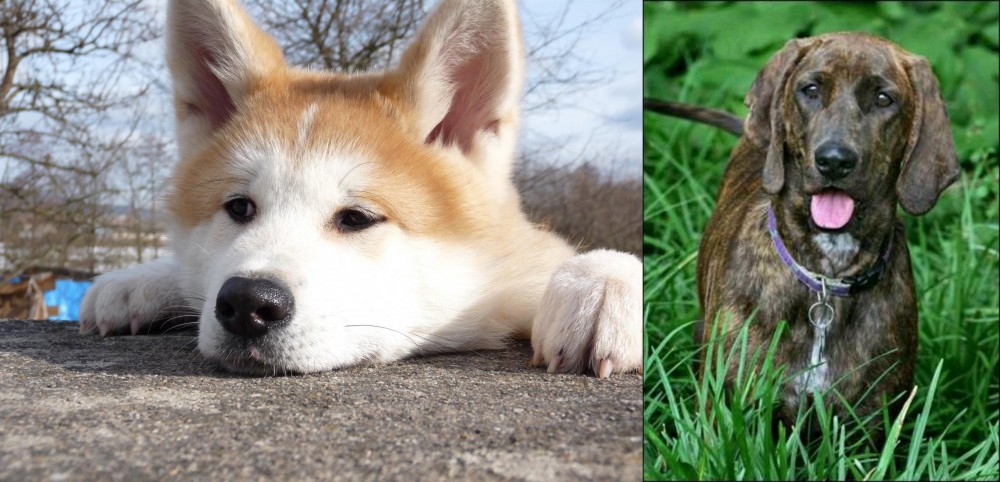 Plott Hound vs Akita - Breed Comparison