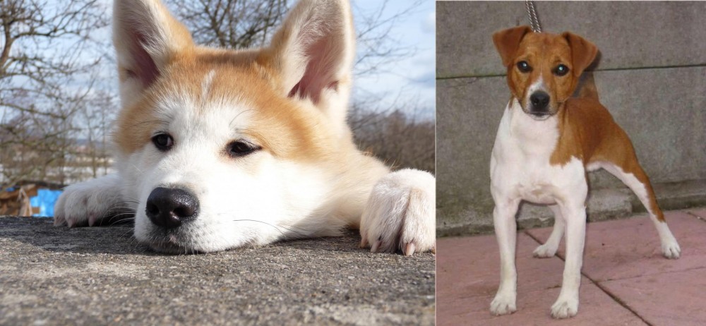 Plummer Terrier vs Akita - Breed Comparison