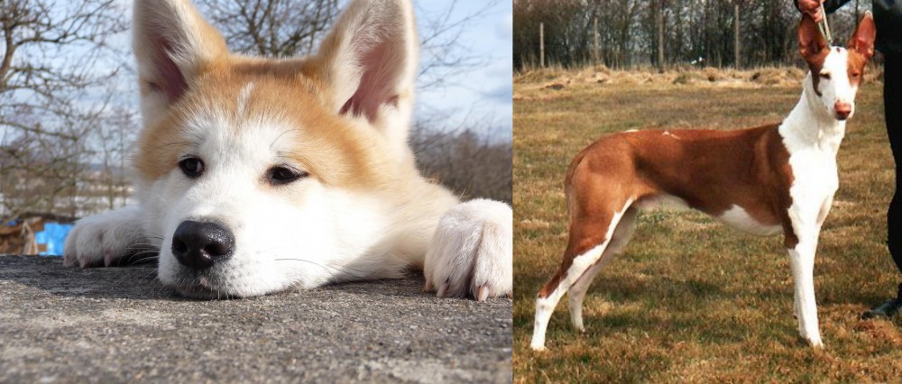 Podenco Canario vs Akita - Breed Comparison