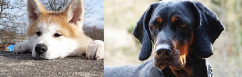 Polish Hunting Dog vs Akita - Breed Comparison