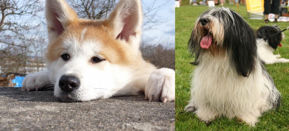 Polish Lowland Sheepdog vs Akita - Breed Comparison