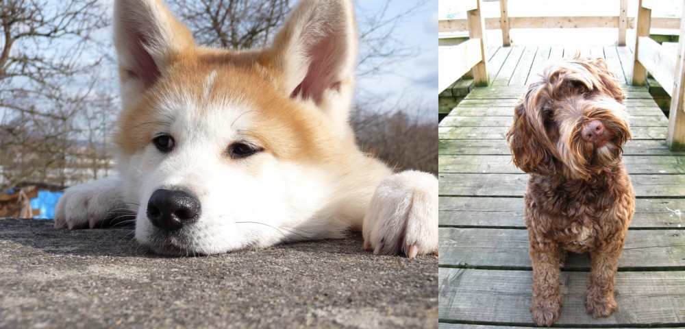 Portuguese Water Dog vs Akita - Breed Comparison