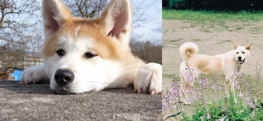 Pungsan Dog vs Akita - Breed Comparison