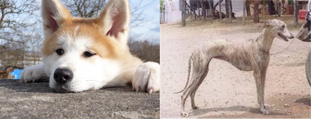 Rampur Greyhound vs Akita - Breed Comparison