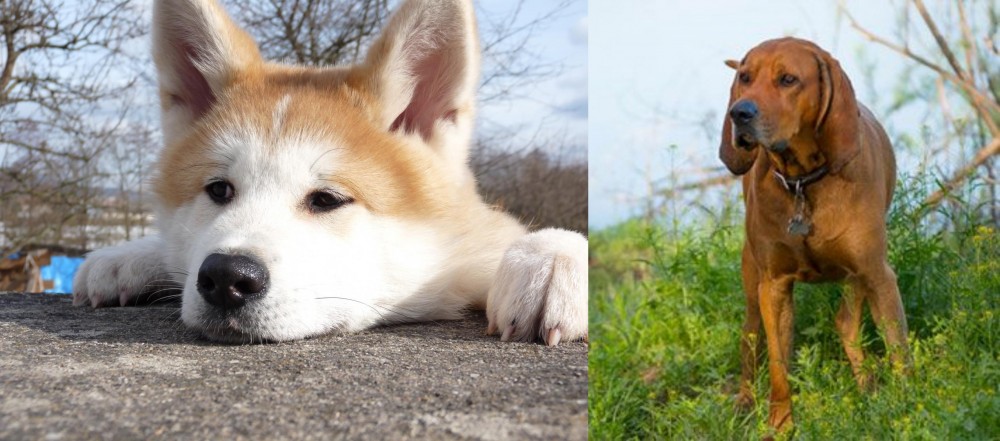 Redbone Coonhound vs Akita - Breed Comparison