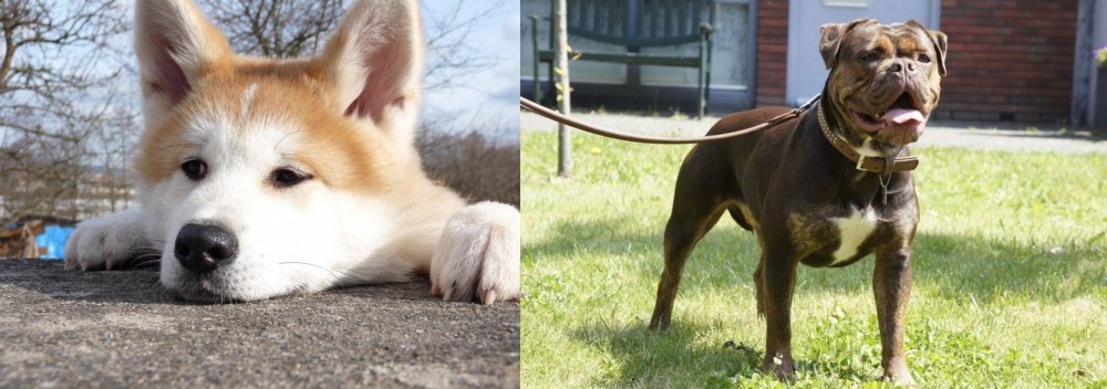 Renascence Bulldogge vs Akita - Breed Comparison