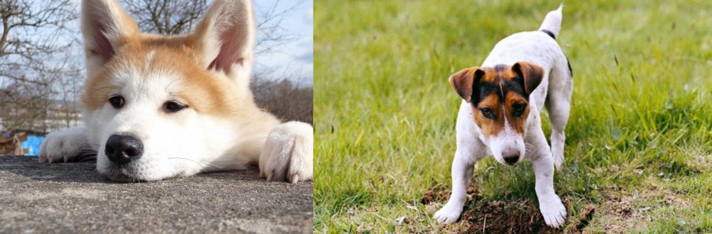 Russell Terrier vs Akita - Breed Comparison