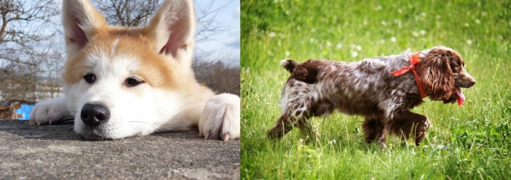 Russian Spaniel vs Akita - Breed Comparison