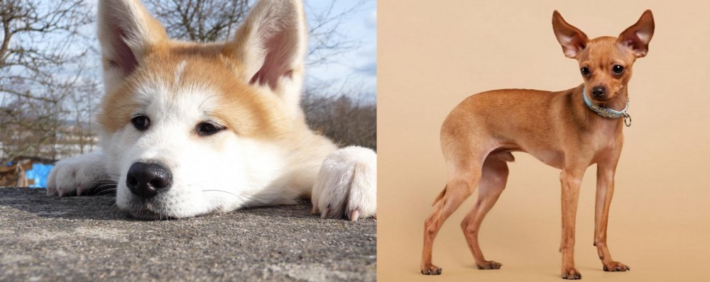 Russian Toy Terrier vs Akita - Breed Comparison