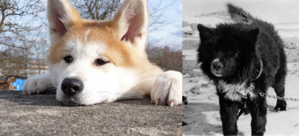 Sakhalin Husky vs Akita - Breed Comparison
