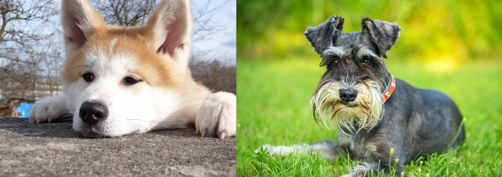 Schnauzer vs Akita - Breed Comparison
