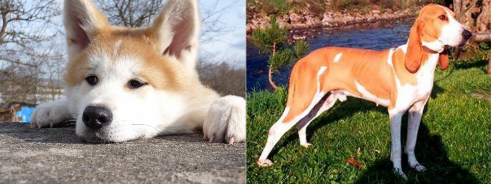 Schweizer Laufhund vs Akita - Breed Comparison