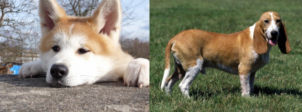 Schweizer Niederlaufhund vs Akita - Breed Comparison