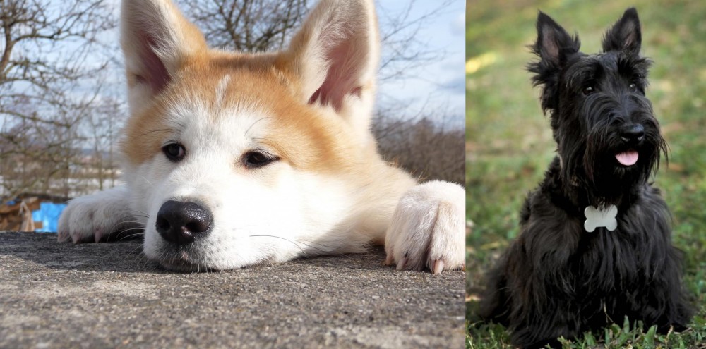 Scoland Terrier vs Akita - Breed Comparison
