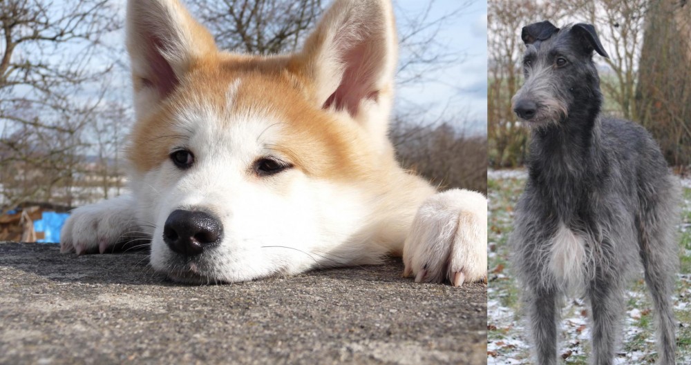 Scottish Deerhound vs Akita - Breed Comparison