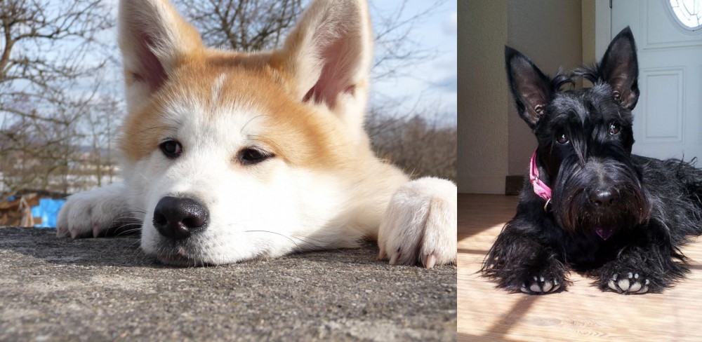 Scottish Terrier vs Akita - Breed Comparison