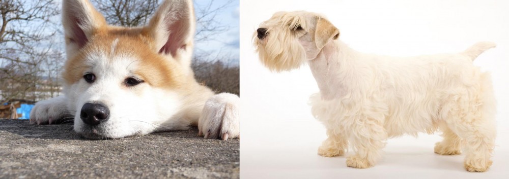 Sealyham Terrier vs Akita - Breed Comparison