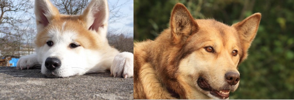 Seppala Siberian Sleddog vs Akita - Breed Comparison