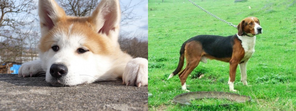 Serbian Tricolour Hound vs Akita - Breed Comparison