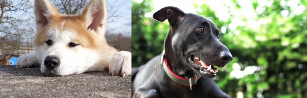 Shepard Labrador vs Akita - Breed Comparison