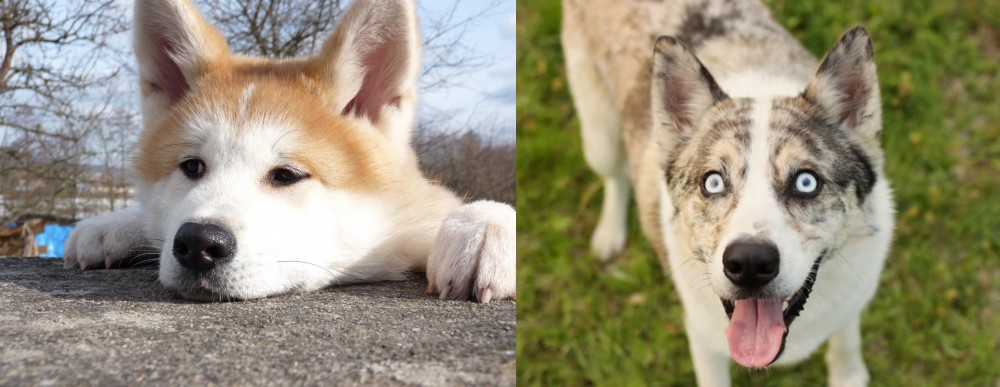 Shepherd Husky vs Akita - Breed Comparison