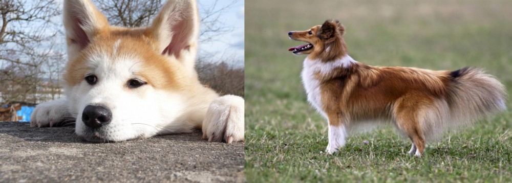 Shetland Sheepdog vs Akita - Breed Comparison