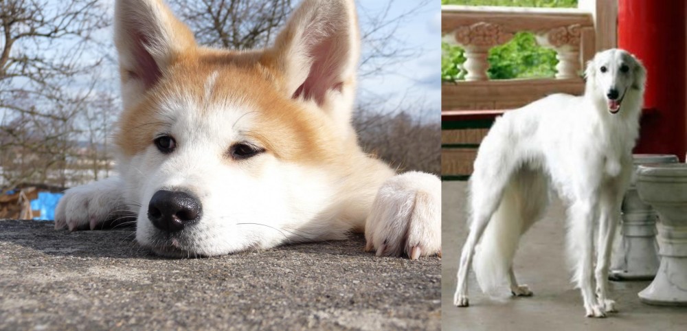 Silken Windhound vs Akita - Breed Comparison