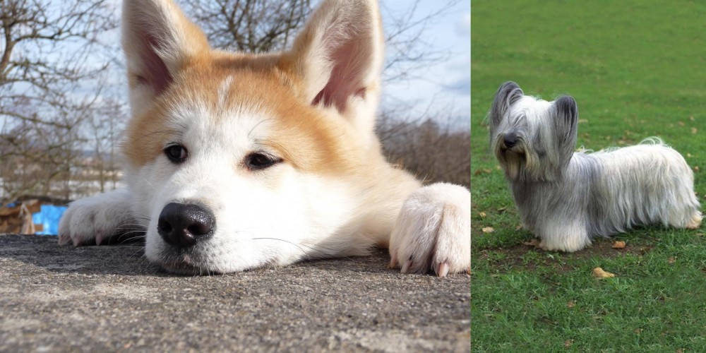 Skye Terrier vs Akita - Breed Comparison