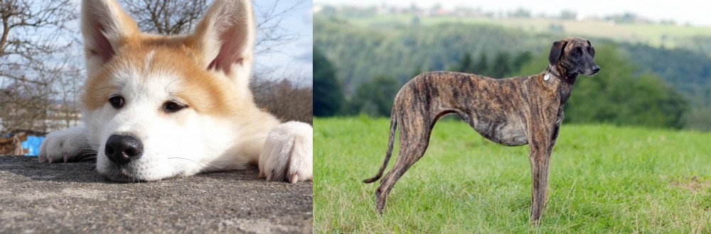 Sloughi vs Akita - Breed Comparison