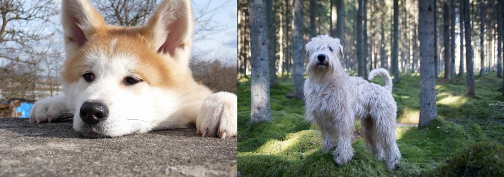 Soft-Coated Wheaten Terrier vs Akita - Breed Comparison