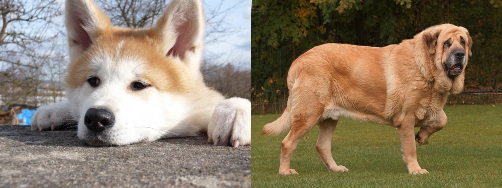 Spanish Mastiff vs Akita - Breed Comparison