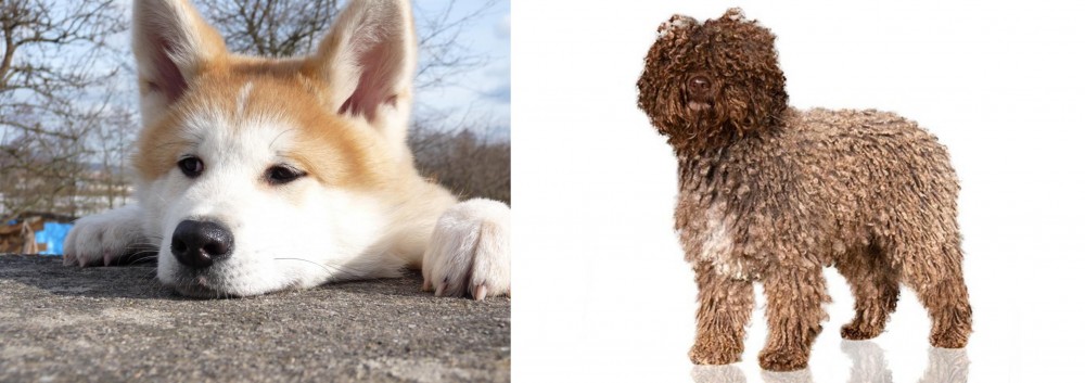 Spanish Water Dog vs Akita - Breed Comparison