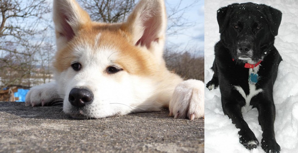 St. John's Water Dog vs Akita - Breed Comparison