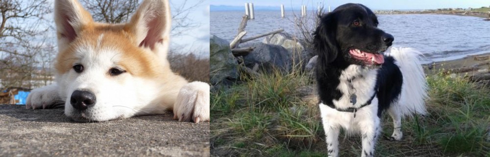 Stabyhoun vs Akita - Breed Comparison