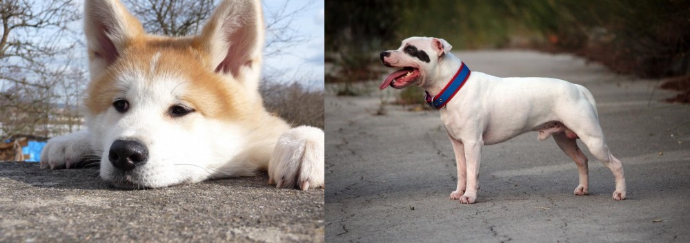 Staffordshire Bull Terrier vs Akita - Breed Comparison