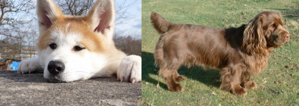 Sussex Spaniel vs Akita - Breed Comparison