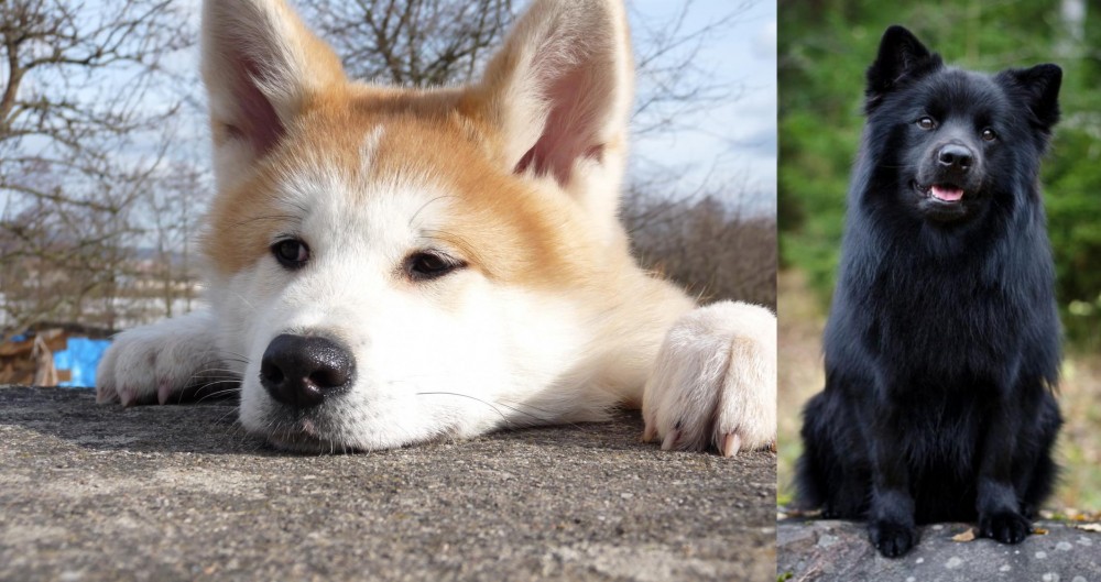 Swedish Lapphund vs Akita - Breed Comparison
