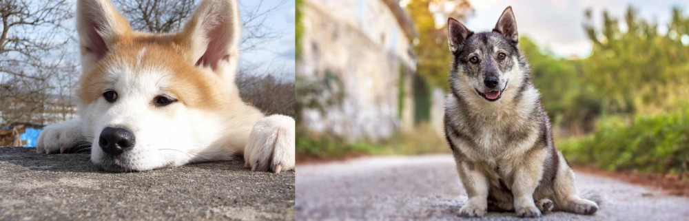 Swedish Vallhund vs Akita - Breed Comparison