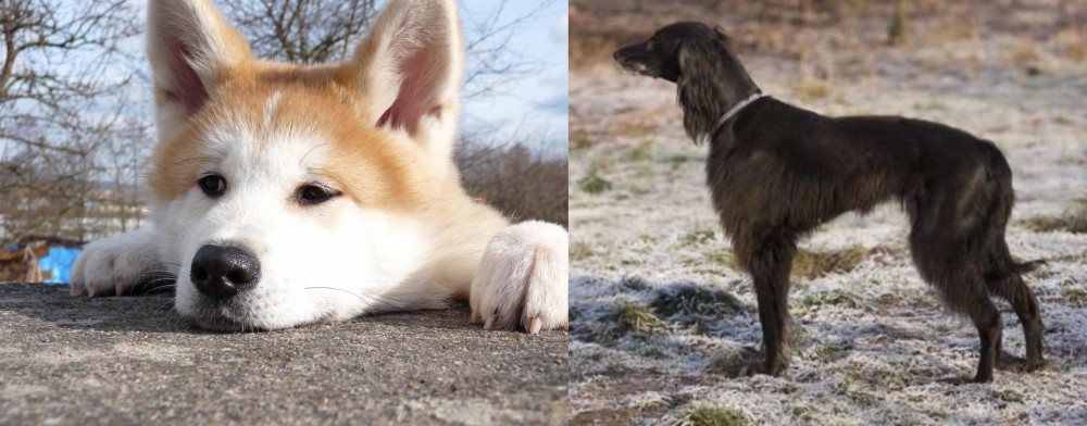 Taigan vs Akita - Breed Comparison