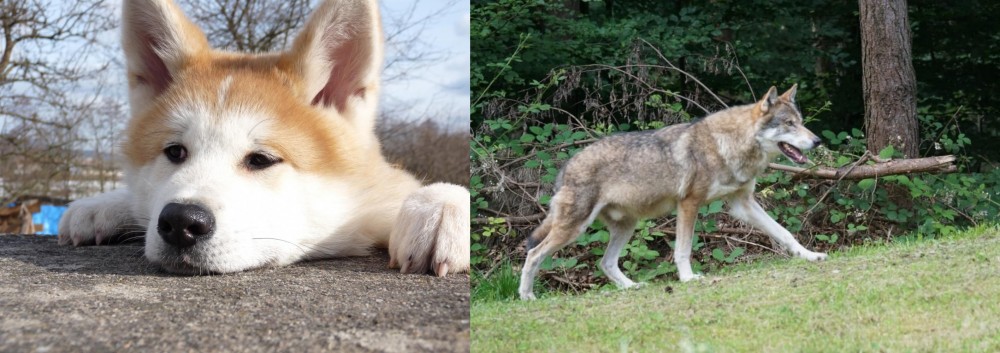 Tamaskan vs Akita - Breed Comparison