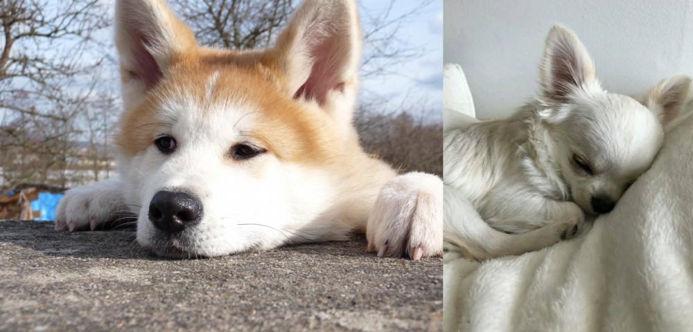 Tea Cup Chihuahua vs Akita - Breed Comparison