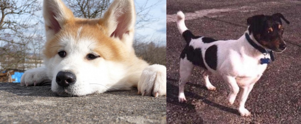 Teddy Roosevelt Terrier vs Akita - Breed Comparison