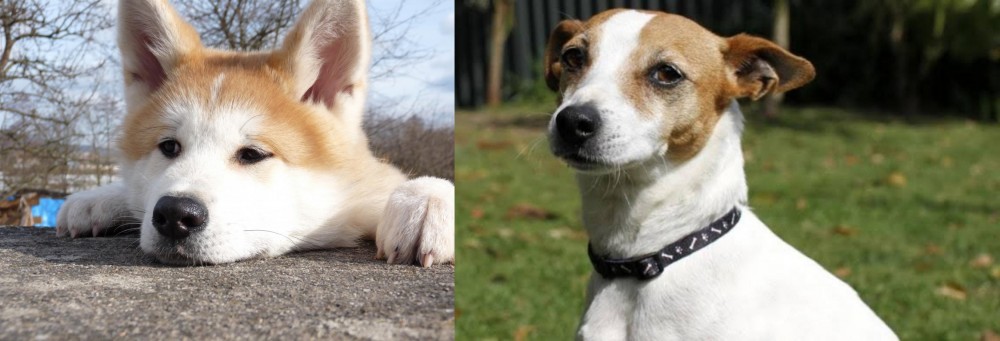 Tenterfield Terrier vs Akita - Breed Comparison