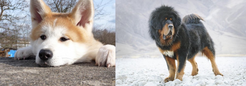 Tibetan Mastiff vs Akita - Breed Comparison