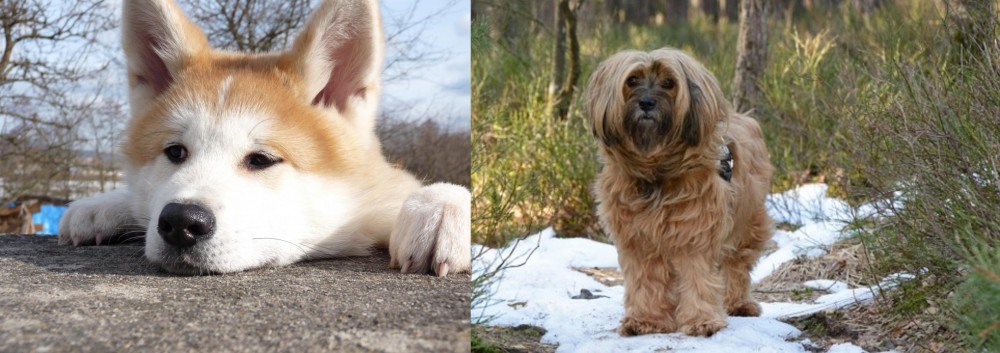 Tibetan Terrier vs Akita - Breed Comparison