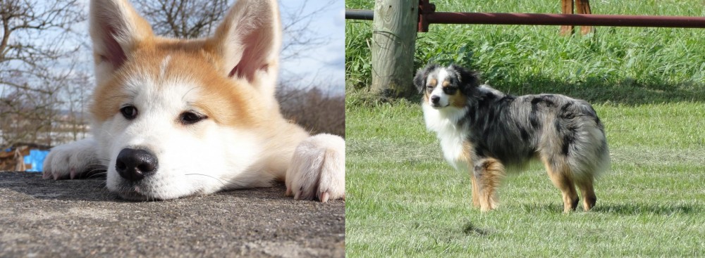 Toy Australian Shepherd vs Akita - Breed Comparison
